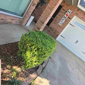 Bush Trimming by Hydra Lawn Care and Services reviewed on November 21, 2025