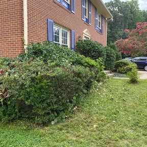 Bush Trimming by Jardinería rodriguez reviewed on August 21, 2025
