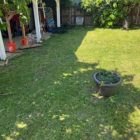 grass cutting by Green lawn's reviewed on December 17, 2024