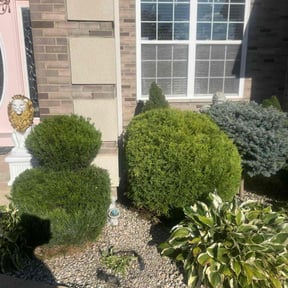 Bush Trimming by Cat&#039;s Landscaping reviewed on November 21, 2025