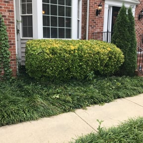 Bush Trimming by Marba Professional Services reviewed on August 16, 2025