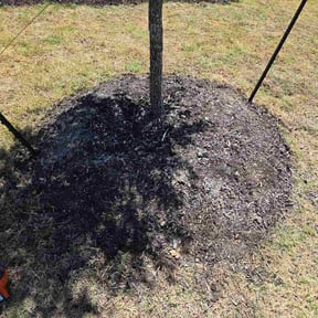 Flower Bed Weeding by Totally majestic lawncare reviewed on August 15, 2026