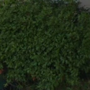 Bush Trimming by Lawn Landing Services LLC reviewed on April 28, 2024