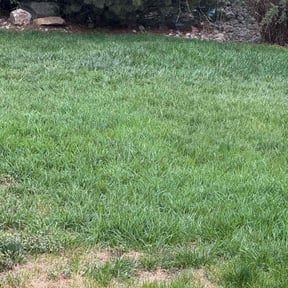 lawn care by Hartt handyman and pest service reviewed on March 31, 2024