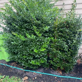 Bush Trimming by Blu&#039;s Lawn Care reviewed on November 24, 2025