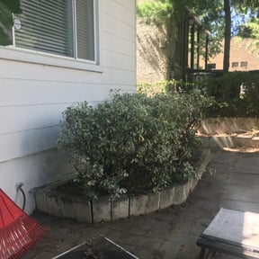 Bush Trimming by Nates Lawn Service reviewed on August 17, 2025