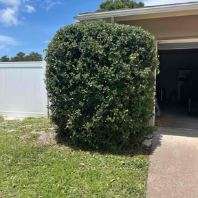 Bush Trimming by Brooks lawn Care reviewed on August 17, 2025