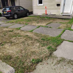 Bush Trimming by AM Lawn Care reviewed on October 22, 2025