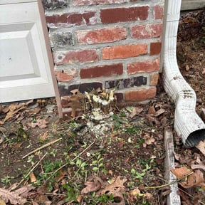 Bush Trimming by TJ&amp;J lawn service reviewed on December 21, 2025