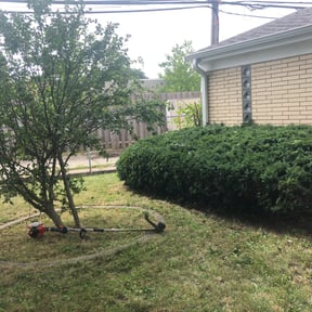 Bush Trimming by David Peters reviewed on August 16, 2025