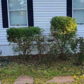 Bush Trimming by JD Koller Property Maintenance reviewed on August 21, 2025