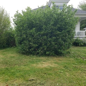 Bush Trimming by Got Dat Lawn Services reviewed on August 16, 2025
