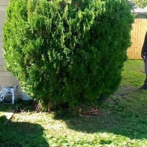 Bush Trimming by FRL Landscaping reviewed on August 21, 2025