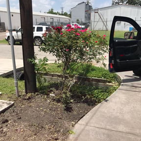 Bush Trimming by Mos Landscaping Service reviewed on August 19, 2025