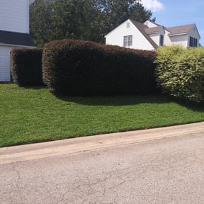 Bush Trimming by SRC Lawn Care reviewed on August 16, 2025