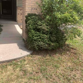 Bush Trimming by Houndstooth construction llc reviewed on August 21, 2025