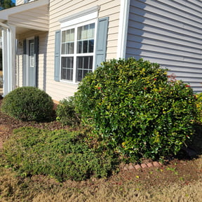 Bush Trimming by Rs&b reviewed on August 16, 2025