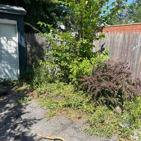 Leaf Removal by Corte de césped reviewed on September 11, 2025