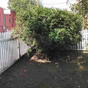 Bush Trimming by Pine Forest Lawn Care reviewed on August 20, 2025