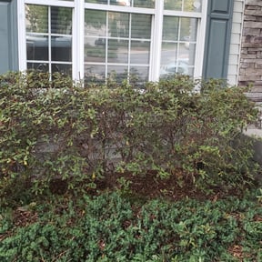 Bush Trimming by Visions Landscaping reviewed on August 15, 2025