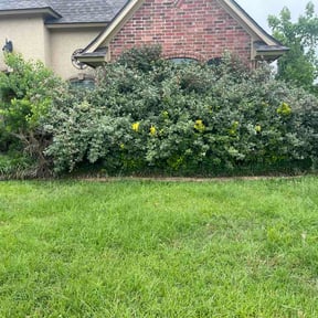 Bush Trimming by Vic landscaping reviewed on May 16, 2026