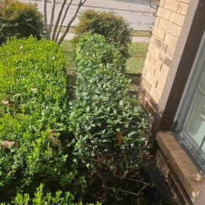 Bush Trimming by Parada Landscaping  reviewed on January 21, 2026