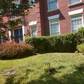 Bush Trimming by L&H Lawn care reviewed on August 19, 2025