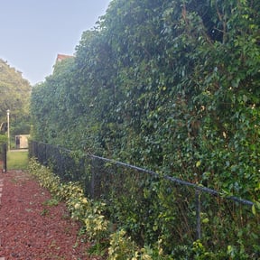 Bush Trimming by Scarlet and gray Lawn Care Management LLC reviewed on August 18, 2025