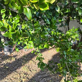 Leaf Removal by Royalty Lawn and Garden INC reviewed on April 29, 2026
