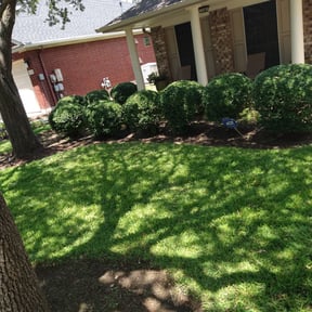 Bush Trimming by TELawns reviewed on August 20, 2025