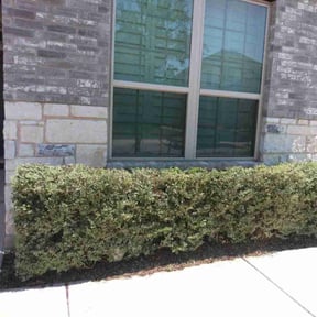 Bush Trimming by DrewCrew reviewed on October 18, 2025