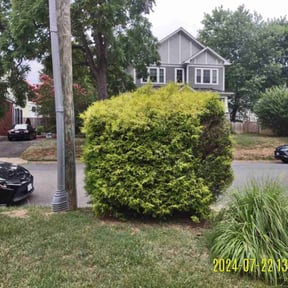 Bush Trimming by Chris Lawn Service reviewed on August 20, 2025