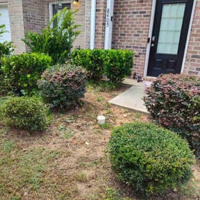 Bush Trimming by Islas lawn service reviewed on August 21, 2025