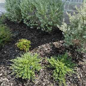 Flower Bed Weeding by Crystal Hathaway reviewed on October 23, 2025