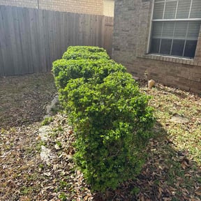 Bush Trimming by Lawn care done right reviewed on August 20, 2025