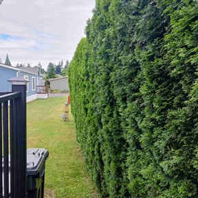 Bush Trimming by FRAMPTON'S LAWN SERVICE reviewed on August 17, 2025