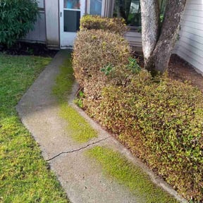 Bush Trimming by JC Landscape Seattle reviewed on July 8, 2026