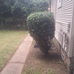 Bush Trimming by Winters' End Landscaping reviewed on August 17, 2025