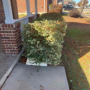 Bush Trimming by Brandonsanders reviewed on August 20, 2025