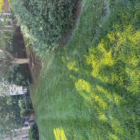 yard service by King of Lawn Care LLC reviewed on August 20, 2025