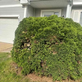 Bush Trimming by On The Green reviewed on August 18, 2025