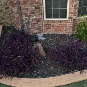 Flower Bed Weeding by Pro Cut landscaping reviewed on August 21, 2026