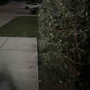 Bush Trimming by Rjm reviewed on July 29, 2026