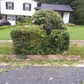 Bush Trimming by Darrie reviewed on August 17, 2025