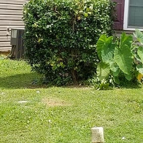Bush Trimming by Jones brothers landscaping reviewed on August 19, 2025