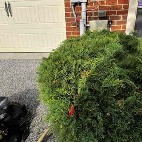 Bush Trimming by Cedar Hill Lawn Maintenance reviewed on November 21, 2025