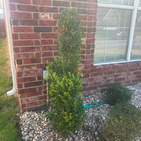 Bush Trimming by Prestige Lawncare &amp; Landscaping LLC reviewed on November 24, 2025