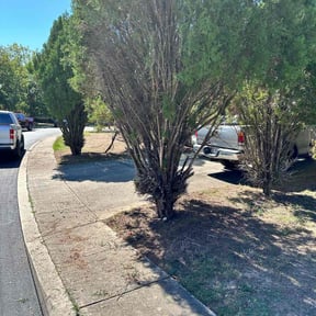 Bush Trimming by Collins Professional Landscape reviewed on August 21, 2025