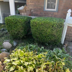 Bush Trimming by TRiM Lawn Detail reviewed on August 15, 2025