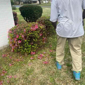 Bush Trimming by W. D. Giampa Lawn & Landscapes, INC. reviewed on August 21, 2025